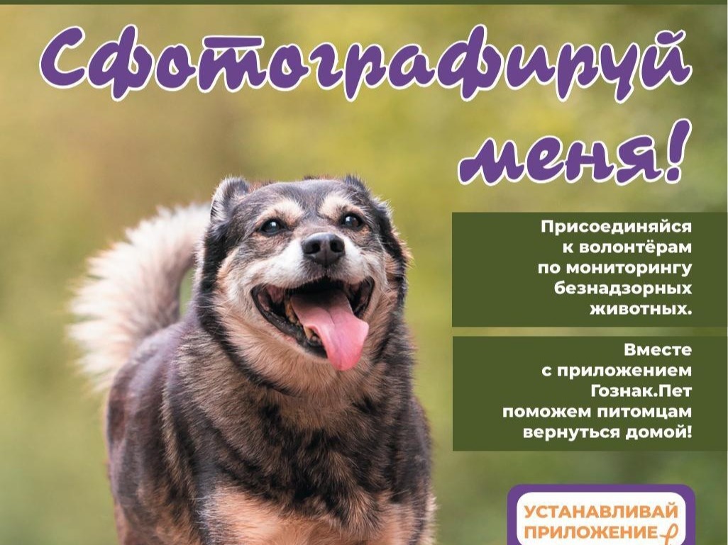 Присоединяйтесь к волонтёрам по мониторингу безнадзорных животных Присоединяйтесь к волонтёрам по мониторингу безнадзорных животных.
